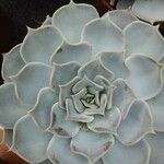 Echeveria lilacina Folio