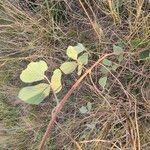 Rhynchosia sublobata पत्ता