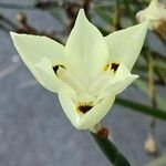 Dietes bicolor Blomst