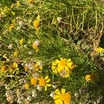 Helenium amarum Kvet