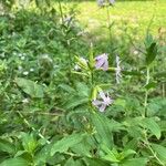 Saponaria officinalisFlower