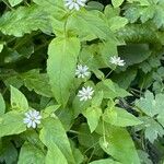 Stellaria aquatica Habitus