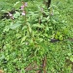 Impatiens balsamina Habit