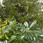Cordia americana Leaf
