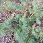 Euphorbia cyparissias Hábitos