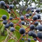 Ligustrum lucidum Fruit