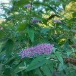 Buddleja davidii Flower