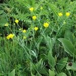 Ranunculus illyricus Leaf