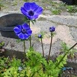 Anemone coronariaFlower