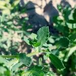 Gaillardia amblyodon Leaf