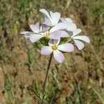 Leptosiphon grandiflorus Flower