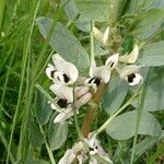 Vicia faba عادت