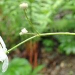 Ranunculus platanifolius Corteza
