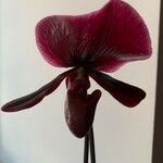 Paphiopedilum charlesworthii Квітка