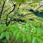 Zelkova serrata Φύλλο