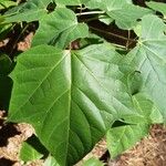 Catalpa fargesii ഇല