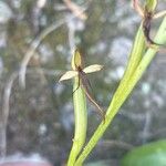 Habenaria tridactylites 花