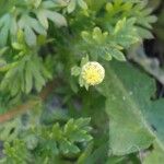 Cotula australis Flower