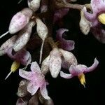 Ardisia nigropunctata Цветок