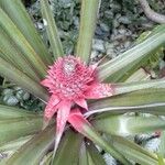 Ananas comosus花