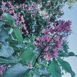 Aesculus × carnea Virág