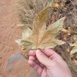 Platanus racemosa Folio