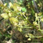 Polystachya odorata Flower