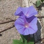 Ipomoea indica花