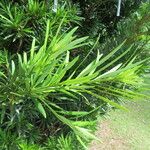 Podocarpus macrophyllus 葉