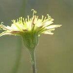 Pilosella lactucella Flower