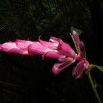 Cavendishia atroviolacea Flor