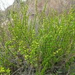 Berberis angulosa Elinympäristö