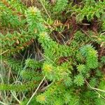 Empetrum nigrum Leaf