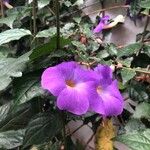 Thunbergia erecta ফুল