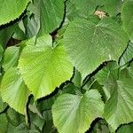 Tilia platyphyllos Leaf
