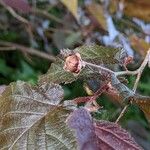 Corylus maxima Frutto