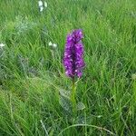 Dactylorhiza majalisVirág