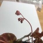Begonia cleopatrae Blodyn