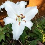 Lilium candidum Virág