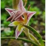 Gladiolus watermeyeri Blodyn