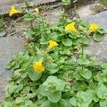 Mimulus guttatusLeaf