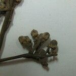 Trichilia euneura Otro