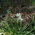 Ornithogalum gussonei Flower