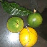 Pouteria caimito Fruit