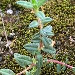 Helianthemum italicum List