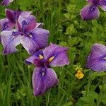 Iris ensata फूल