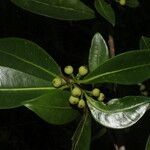 Ficus americana Fruit