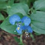 Commelina benghalensis Žiedas