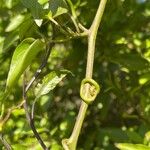Solanum laxum چھال
