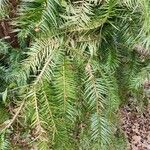 Cunninghamia lanceolata Лист